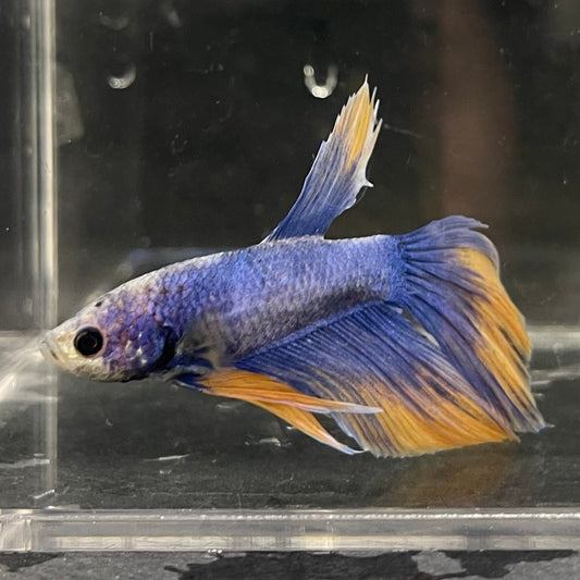 the-fish-farm Male Betta Male Betta - One Only - 9 Choose your favourite Male Betta from The Fish Farm Australia