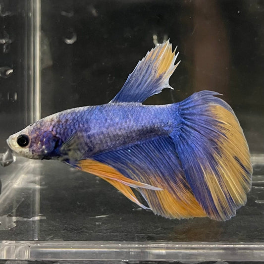 the-fish-farm Male Betta Male Betta - One Only - 9 Choose your favourite Male Betta from The Fish Farm Australia