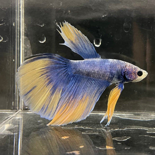 the-fish-farm Male Betta Male Betta - One Only - 9 Choose your favourite Male Betta from The Fish Farm Australia