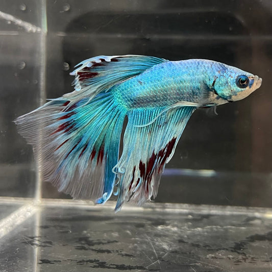 the-fish-farm Male Betta Male Betta - One Only - 9 Choose your favourite Male Betta from The Fish Farm Australia