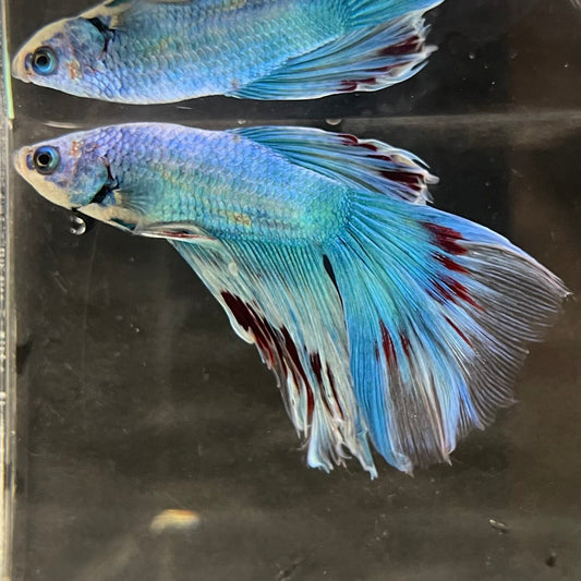 the-fish-farm Male Betta Male Betta - One Only - 9 Choose your favourite Male Betta from The Fish Farm Australia