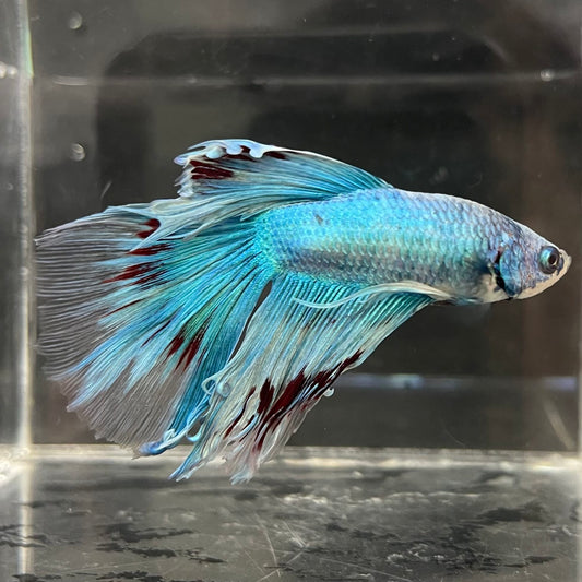 the-fish-farm Male Betta Male Betta - One Only - 9 Choose your favourite Male Betta from The Fish Farm Australia