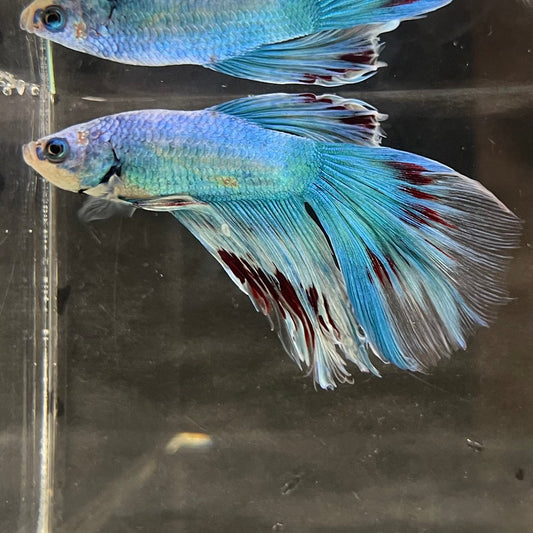 the-fish-farm Male Betta Male Betta - One Only - 9 Choose your favourite Male Betta from The Fish Farm Australia