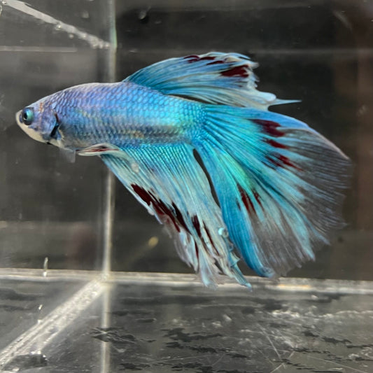 the-fish-farm Male Betta Male Betta - One Only - 9 Choose your favourite Male Betta from The Fish Farm Australia
