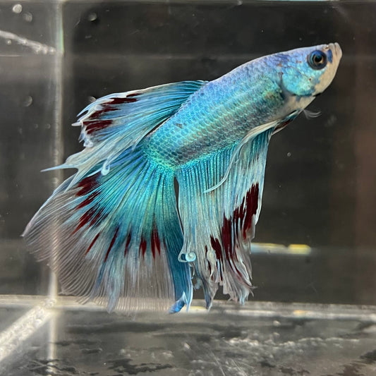 the-fish-farm Male Betta Male Betta - One Only - 9 Choose your favourite Male Betta from The Fish Farm Australia