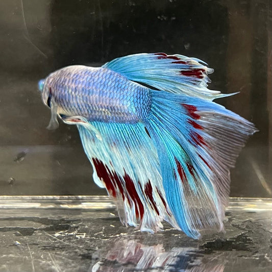 the-fish-farm Male Betta Male Betta - One Only - 9 Choose your favourite Male Betta from The Fish Farm Australia