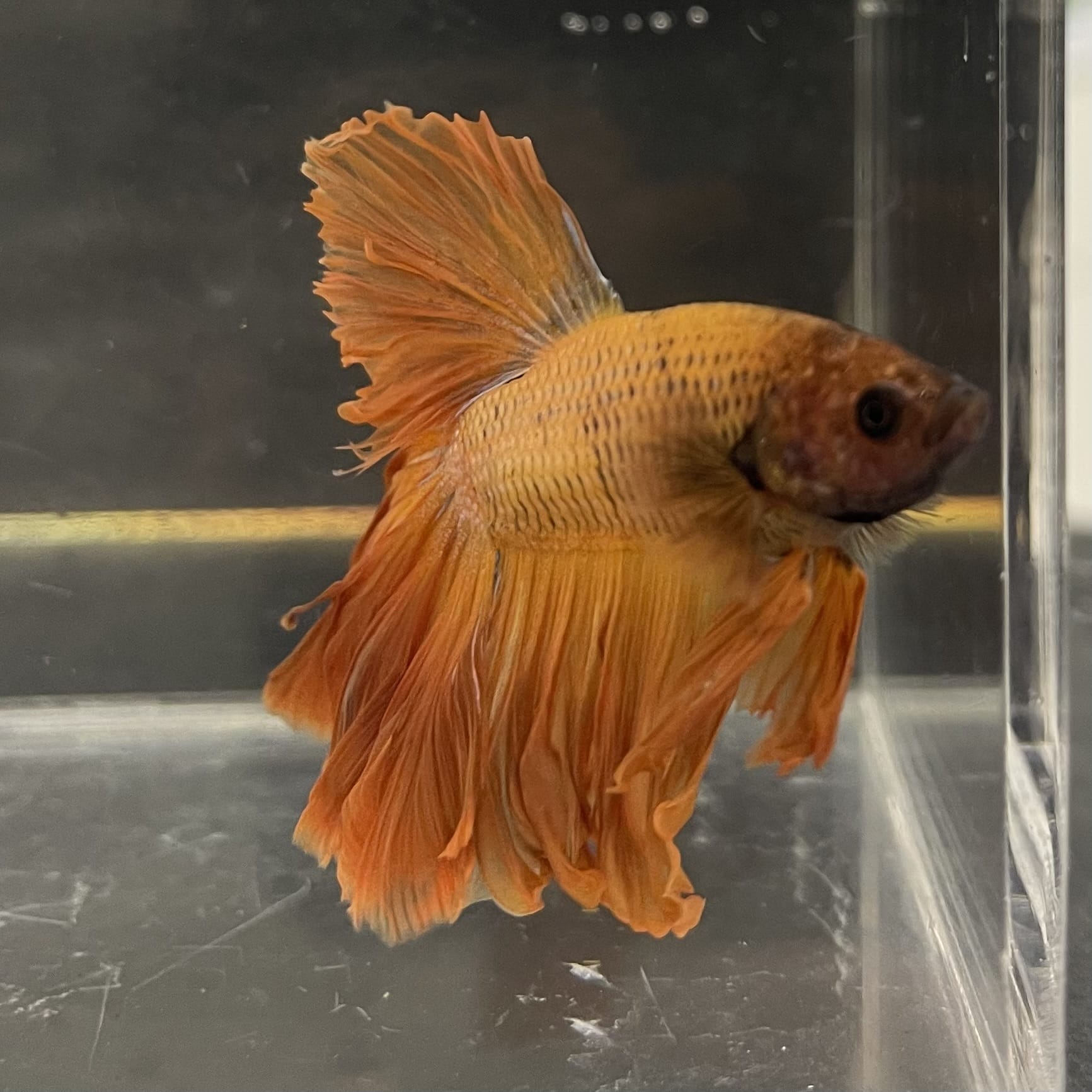 the-fish-farm Male Betta Male Betta - One Only - 9 Choose your favourite Male Betta from The Fish Farm Australia
