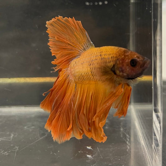 the-fish-farm Male Betta Male Betta - One Only - 9 Choose your favourite Male Betta from The Fish Farm Australia