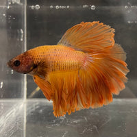 the-fish-farm Male Betta Male Betta - One Only - 9 Choose your favourite Male Betta from The Fish Farm Australia