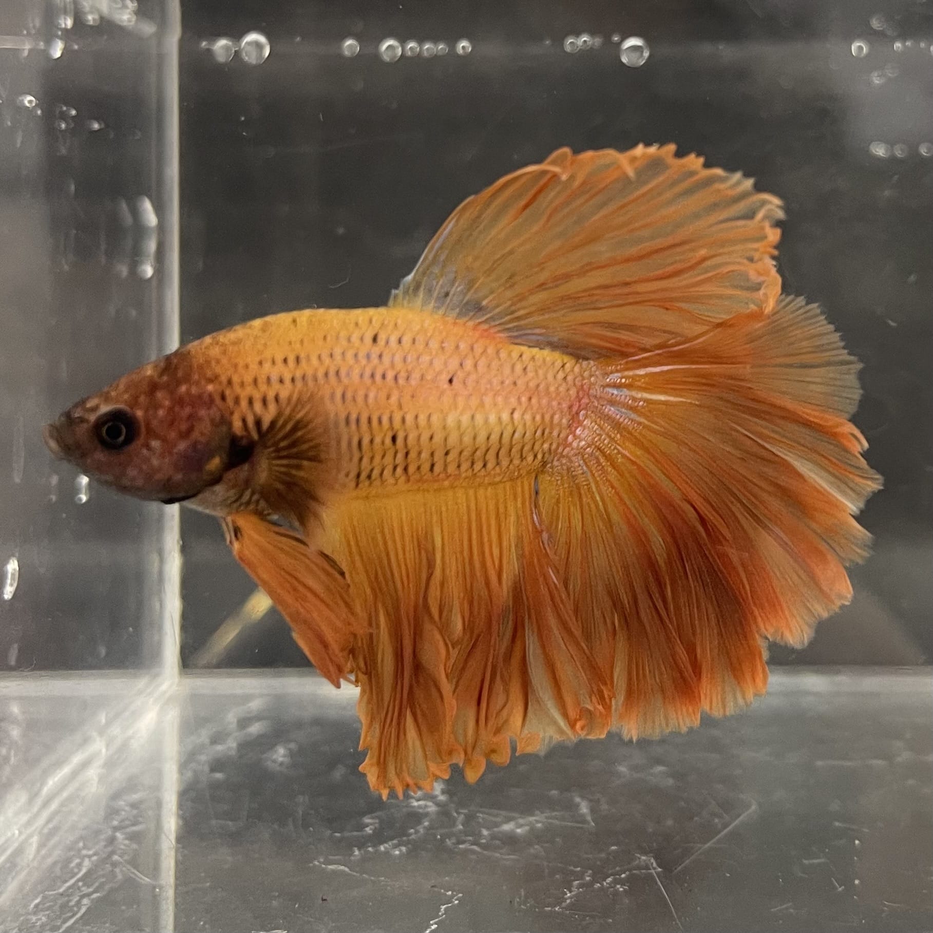 the-fish-farm Male Betta Male Betta - One Only - 9 Choose your favourite Male Betta from The Fish Farm Australia