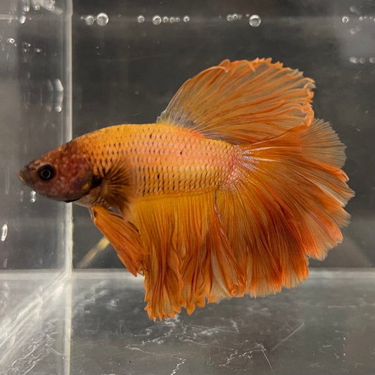 the-fish-farm Male Betta Male Betta - One Only - 9 Choose your favourite Male Betta from The Fish Farm Australia