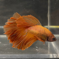the-fish-farm Male Betta Male Betta - One Only - 9 Choose your favourite Male Betta from The Fish Farm Australia