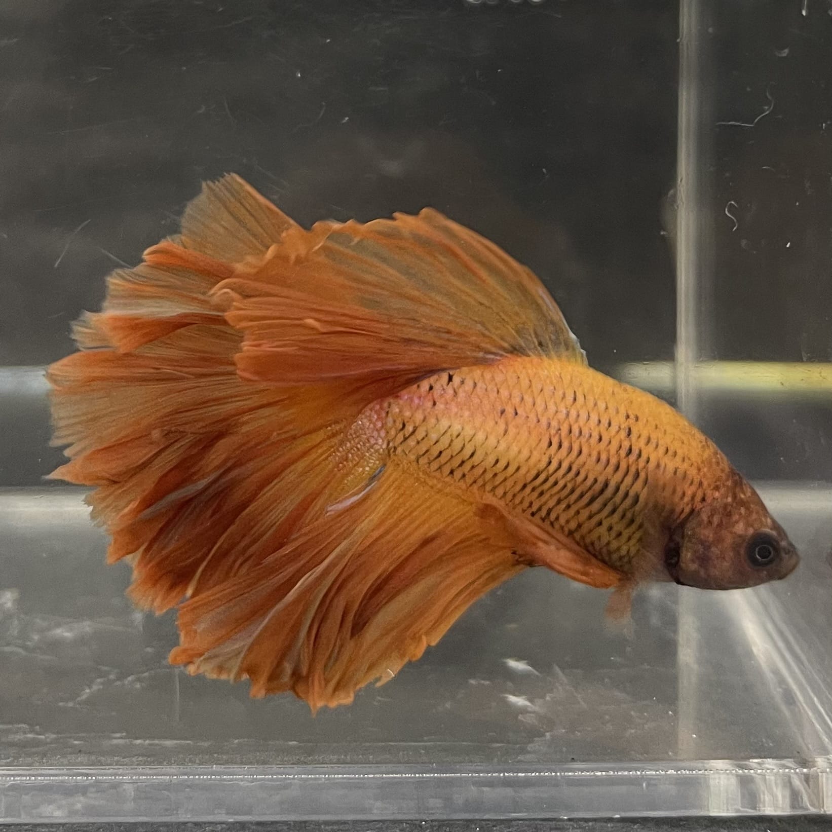 the-fish-farm Male Betta Male Betta - One Only - 9 Choose your favourite Male Betta from The Fish Farm Australia