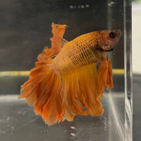 the-fish-farm Male Betta Male Betta - One Only - 9 Choose your favourite Male Betta from The Fish Farm Australia