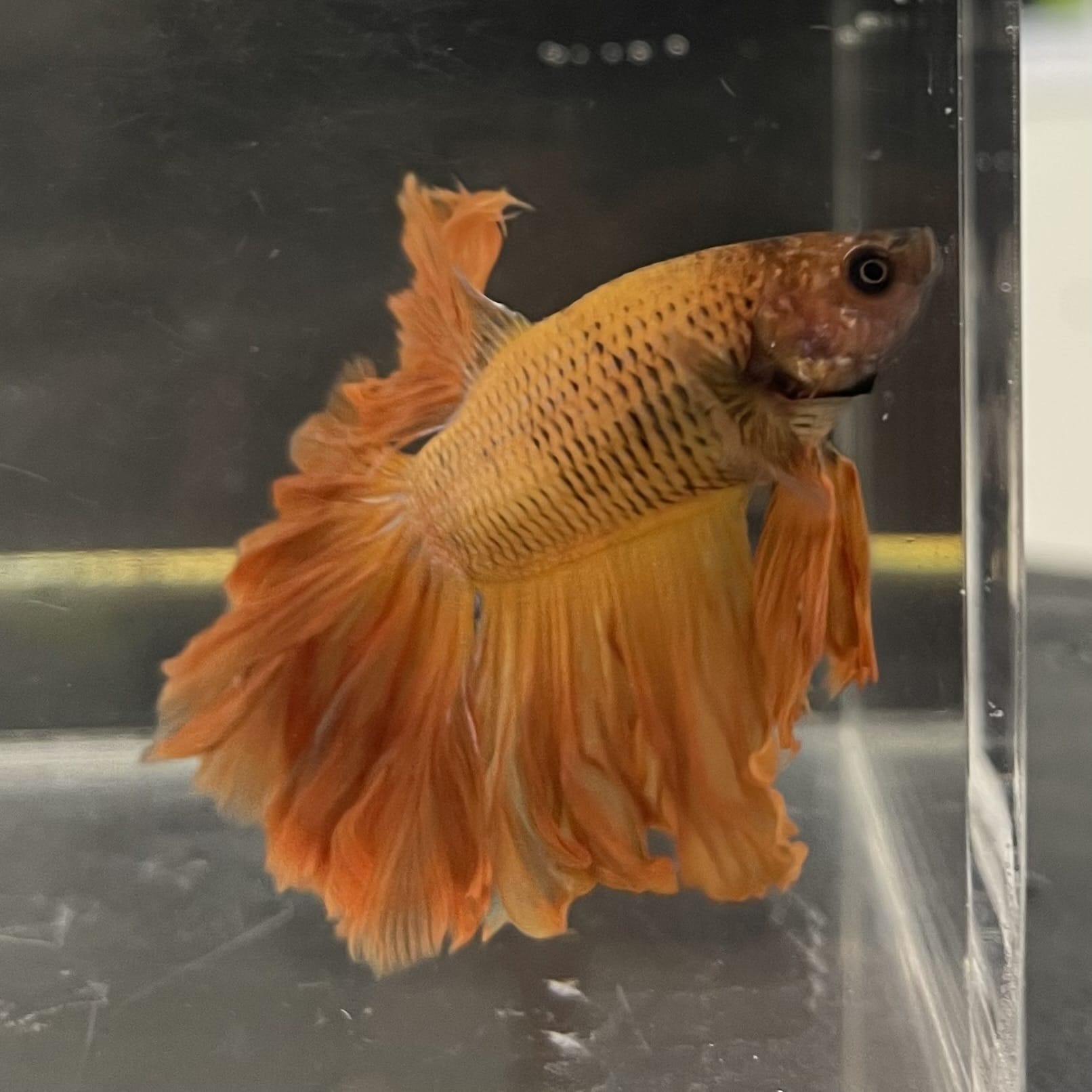 the-fish-farm Male Betta Male Betta - One Only - 9 Choose your favourite Male Betta from The Fish Farm Australia
