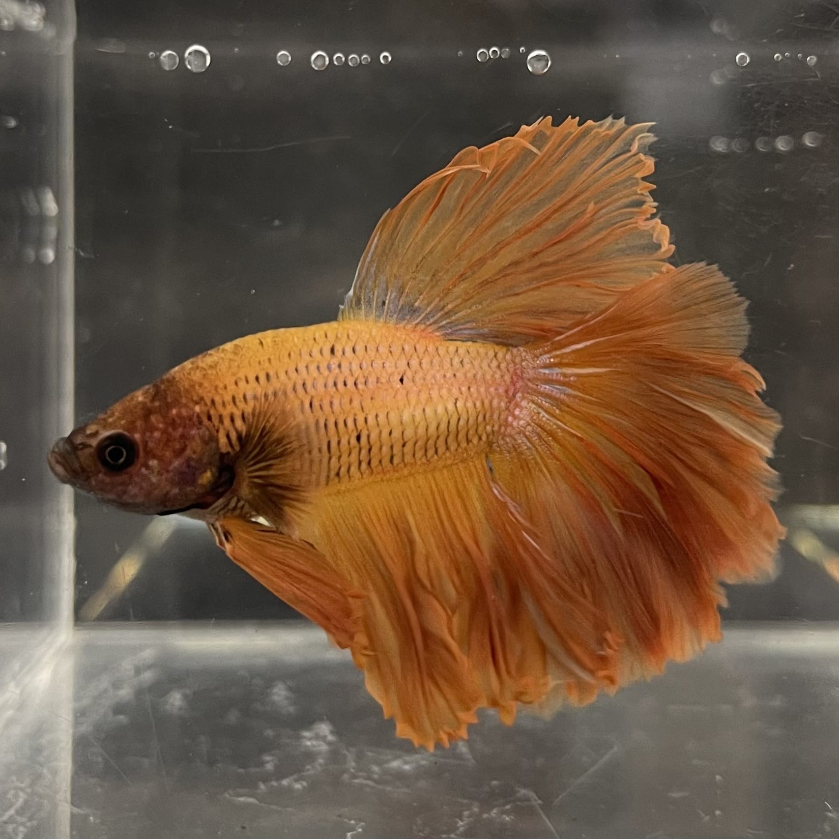 the-fish-farm Male Betta Male Betta - One Only - 9 Choose your favourite Male Betta from The Fish Farm Australia