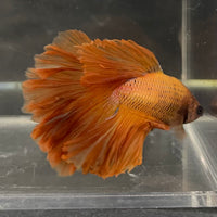 the-fish-farm Male Betta Male Betta - One Only - 9 Choose your favourite Male Betta from The Fish Farm Australia