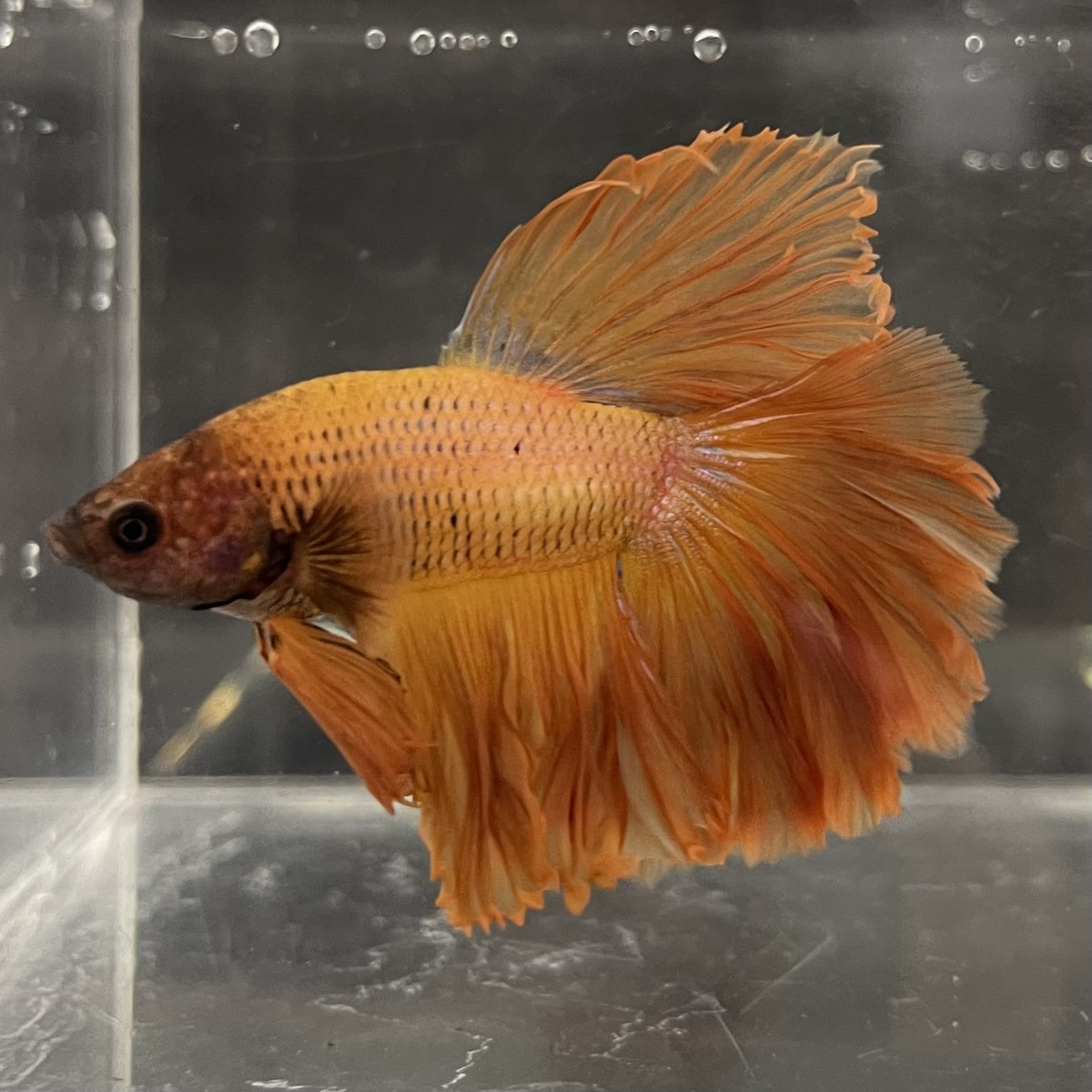 the-fish-farm Male Betta Male Betta - One Only - 9 Choose your favourite Male Betta from The Fish Farm Australia