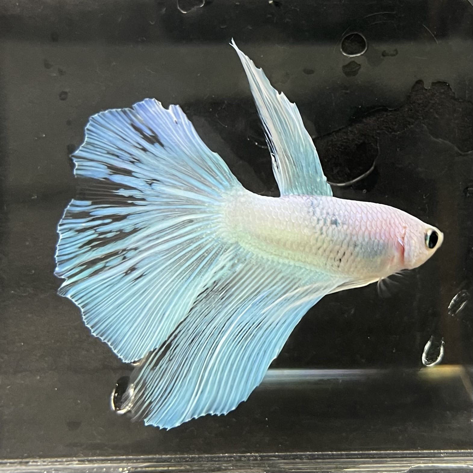 the-fish-farm Male Betta Male Betta - One Only - 9 Choose your favourite Male Betta from The Fish Farm Australia