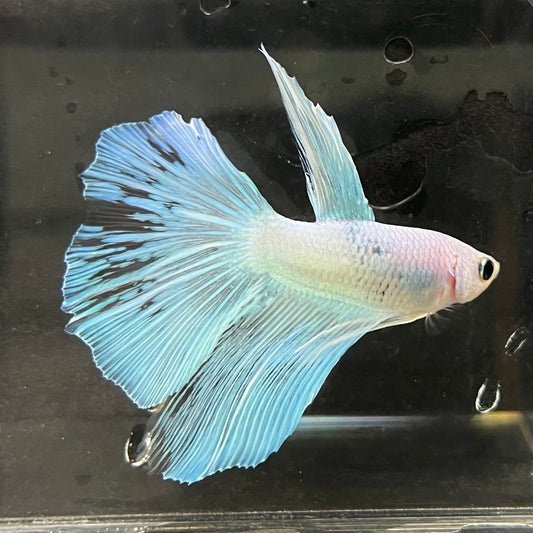 the-fish-farm Male Betta Male Betta - One Only - 9 Choose your favourite Male Betta from The Fish Farm Australia
