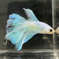 the-fish-farm Male Betta Male Betta - One Only - 9 Choose your favourite Male Betta from The Fish Farm Australia