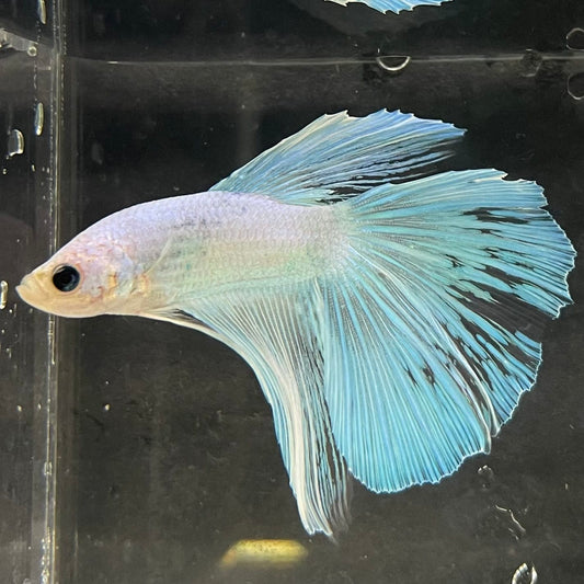 the-fish-farm Male Betta Male Betta - One Only - 9 Choose your favourite Male Betta from The Fish Farm Australia