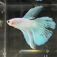 the-fish-farm Male Betta Male Betta - One Only - 9 Choose your favourite Male Betta from The Fish Farm Australia