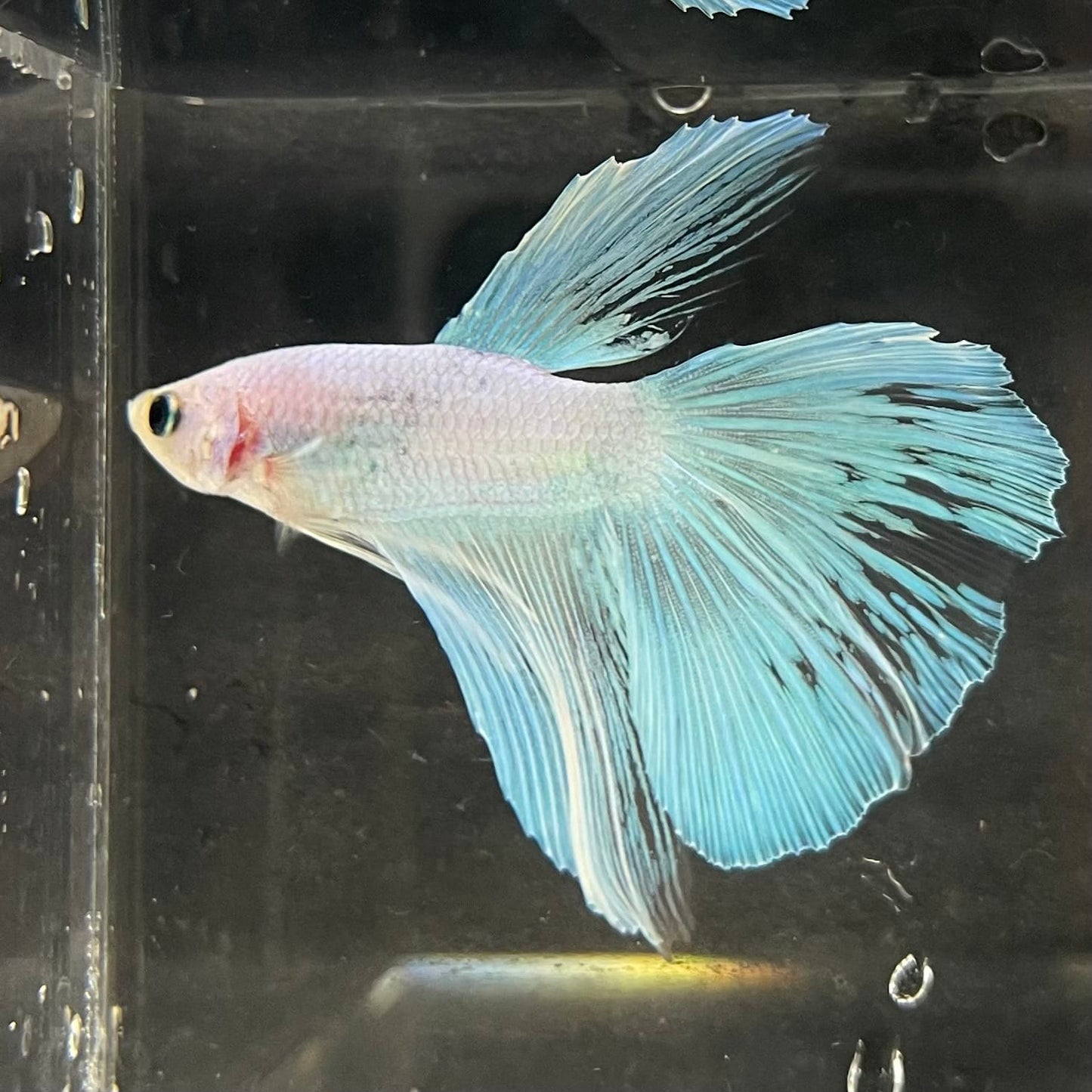the-fish-farm Male Betta Male Betta - One Only - 9 Choose your favourite Male Betta from The Fish Farm Australia