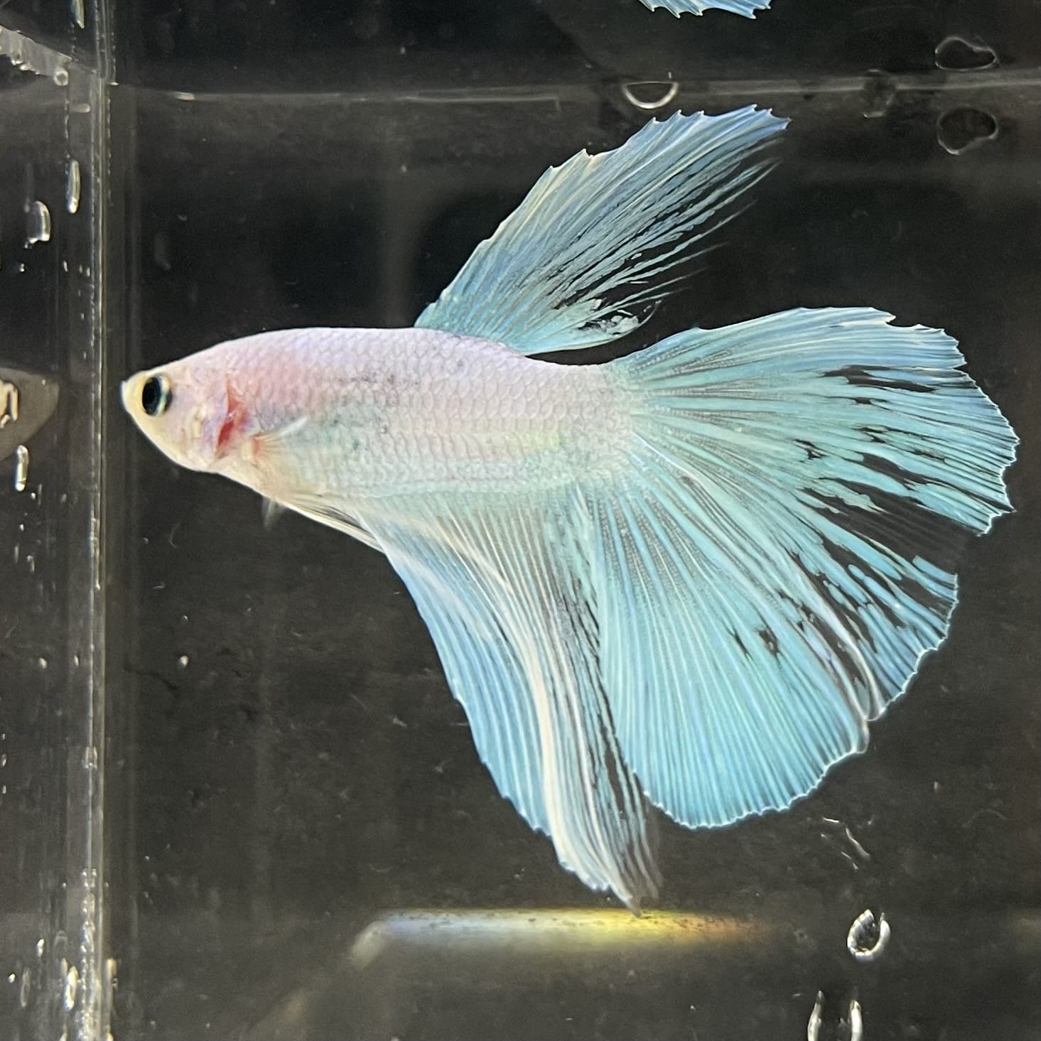 the-fish-farm Male Betta Male Betta - One Only - 9 Choose your favourite Male Betta from The Fish Farm Australia