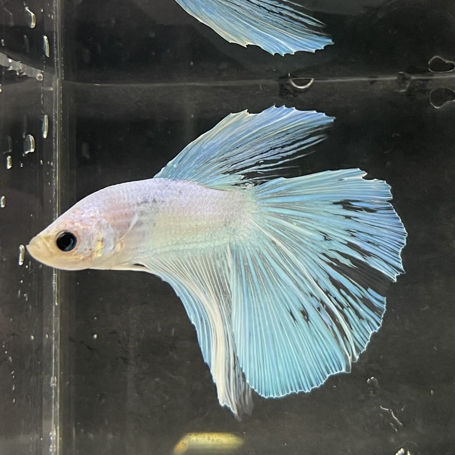 the-fish-farm Male Betta Male Betta - One Only - 9 Choose your favourite Male Betta from The Fish Farm Australia