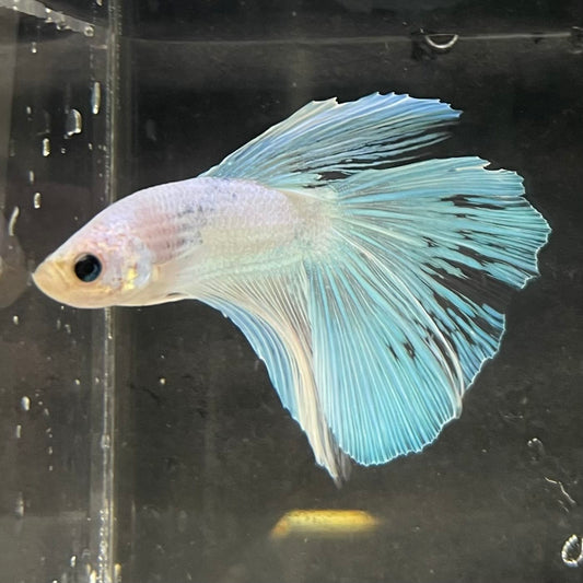 the-fish-farm Male Betta Male Betta - One Only - 9 Choose your favourite Male Betta from The Fish Farm Australia
