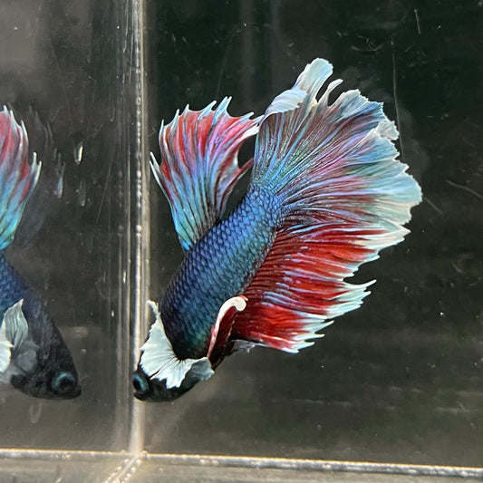 the-fish-farm Male Betta Male Betta - One Only - 9 Choose your favourite Male Betta from The Fish Farm Australia
