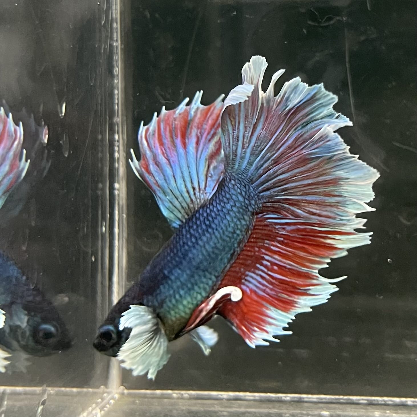 the-fish-farm Male Betta Male Betta - One Only - 9 Choose your favourite Male Betta from The Fish Farm Australia