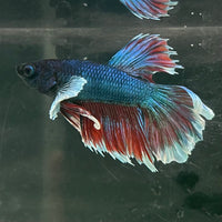 the-fish-farm Male Betta Male Betta - One Only - 9 Choose your favourite Male Betta from The Fish Farm Australia