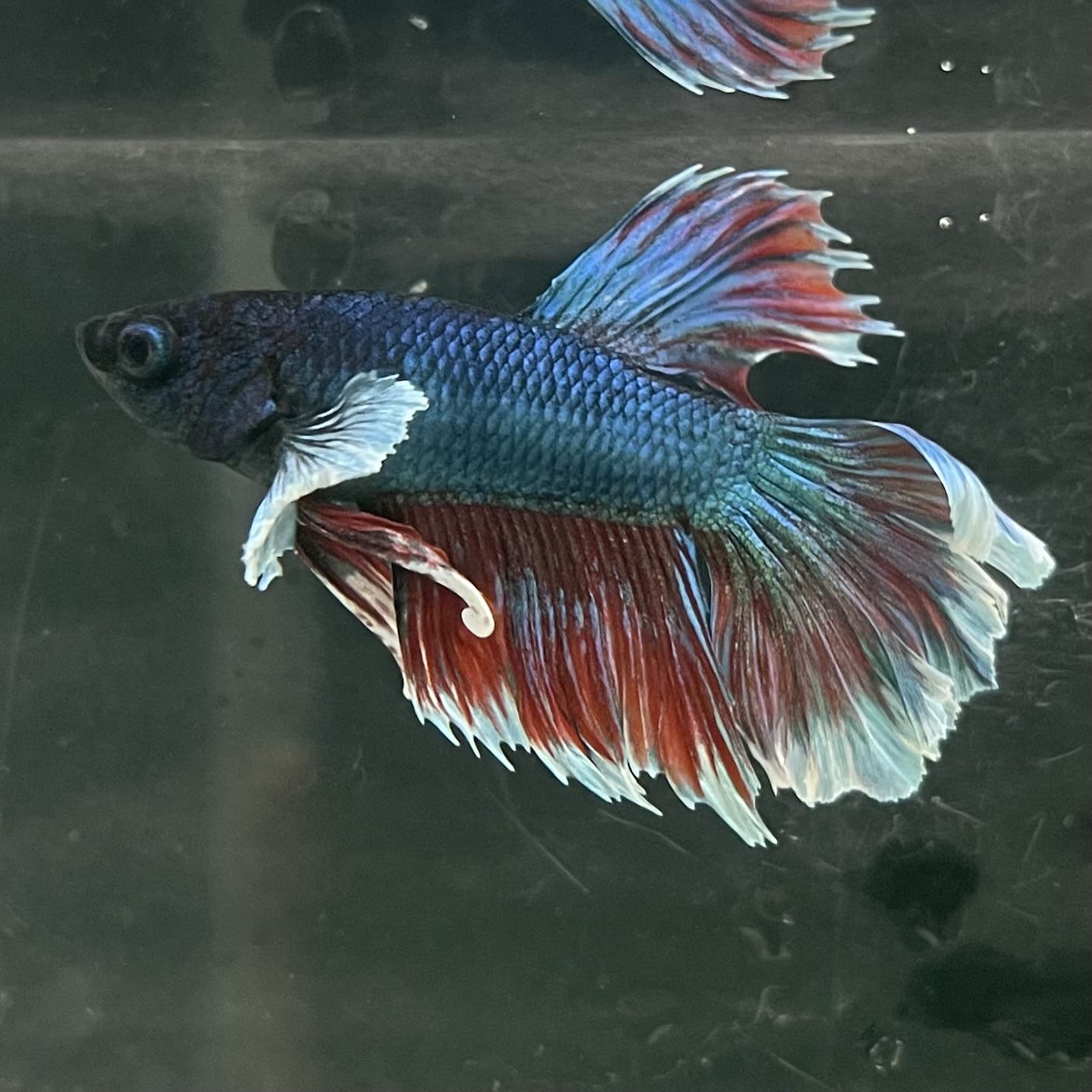 the-fish-farm Male Betta Male Betta - One Only - 9 Choose your favourite Male Betta from The Fish Farm Australia