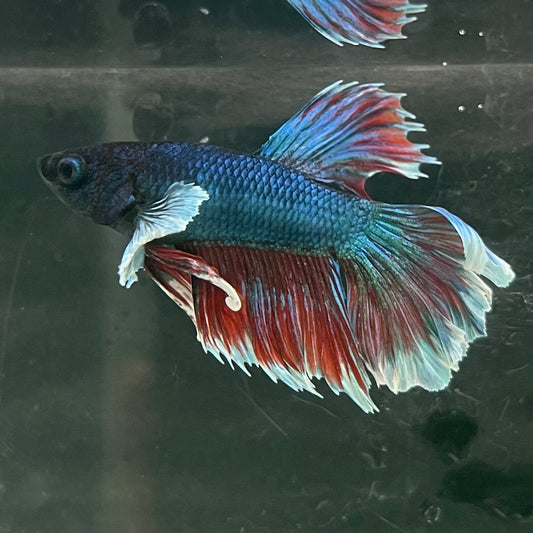 the-fish-farm Male Betta Male Betta - One Only - 9 Choose your favourite Male Betta from The Fish Farm Australia