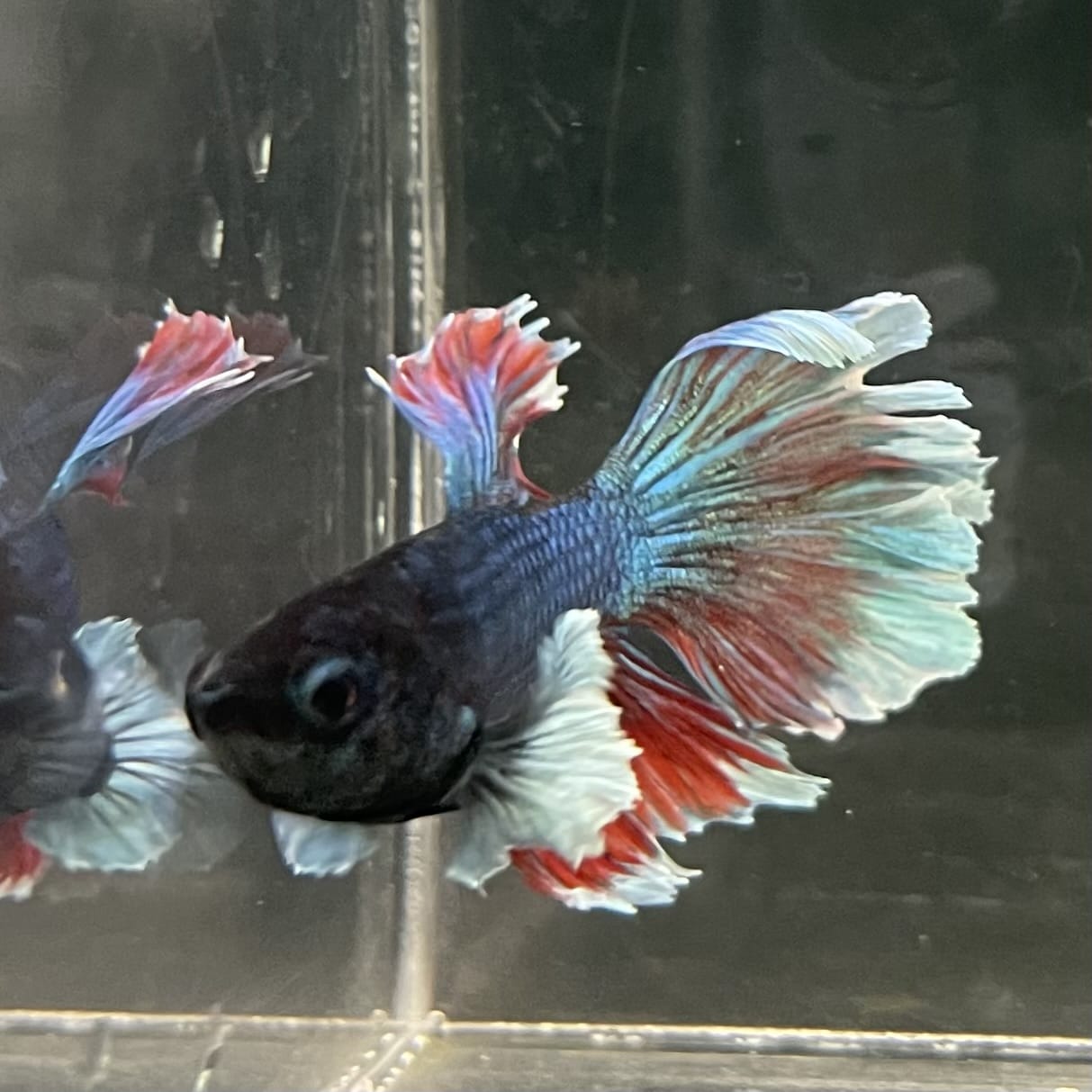 the-fish-farm Male Betta Male Betta - One Only - 9 Choose your favourite Male Betta from The Fish Farm Australia