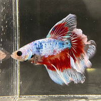the-fish-farm Male Betta Male Betta - One Only - 9 Choose your favourite Male Betta from The Fish Farm Australia