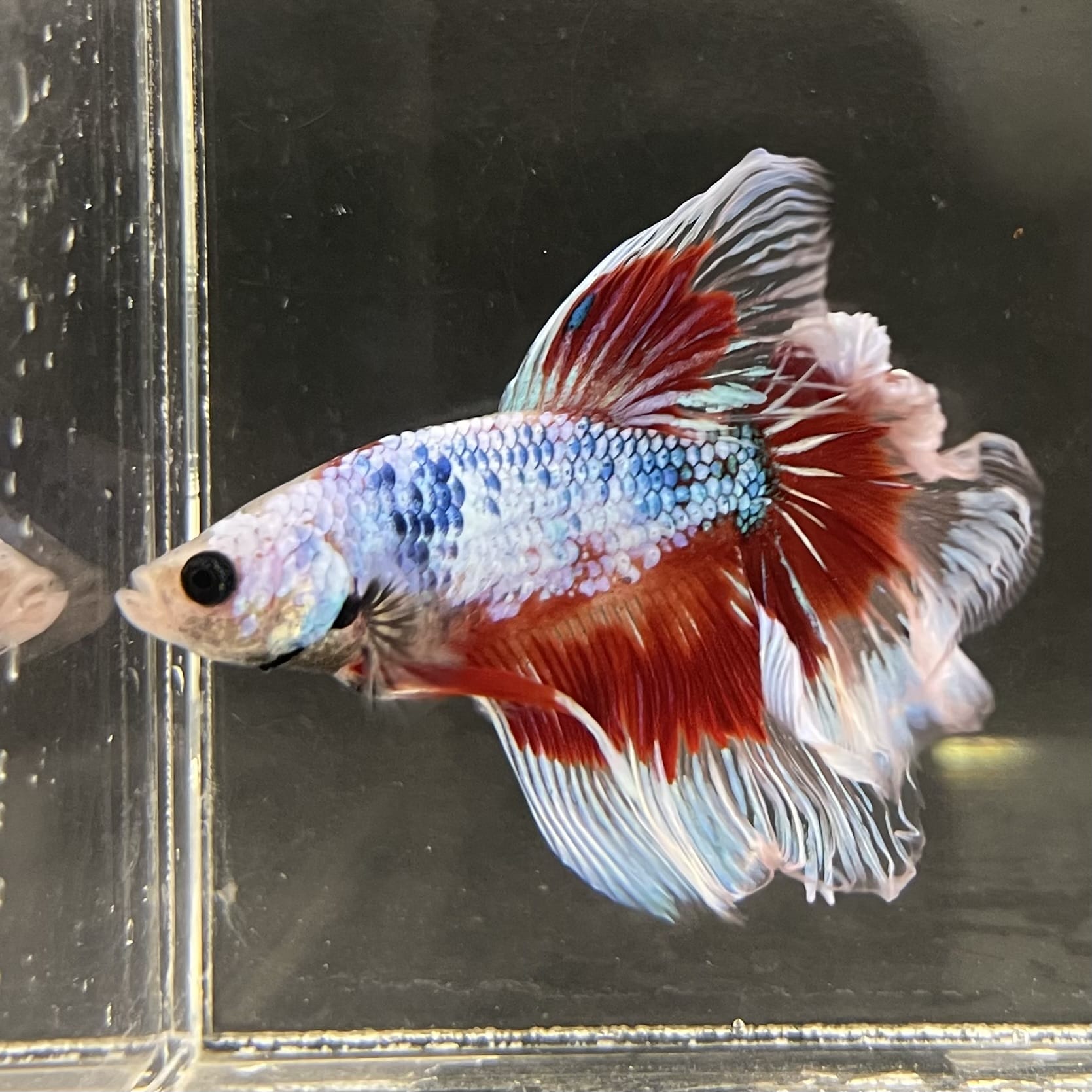 the-fish-farm Male Betta Male Betta - One Only - 9 Choose your favourite Male Betta from The Fish Farm Australia