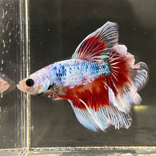 the-fish-farm Male Betta Male Betta - One Only - 9 Choose your favourite Male Betta from The Fish Farm Australia