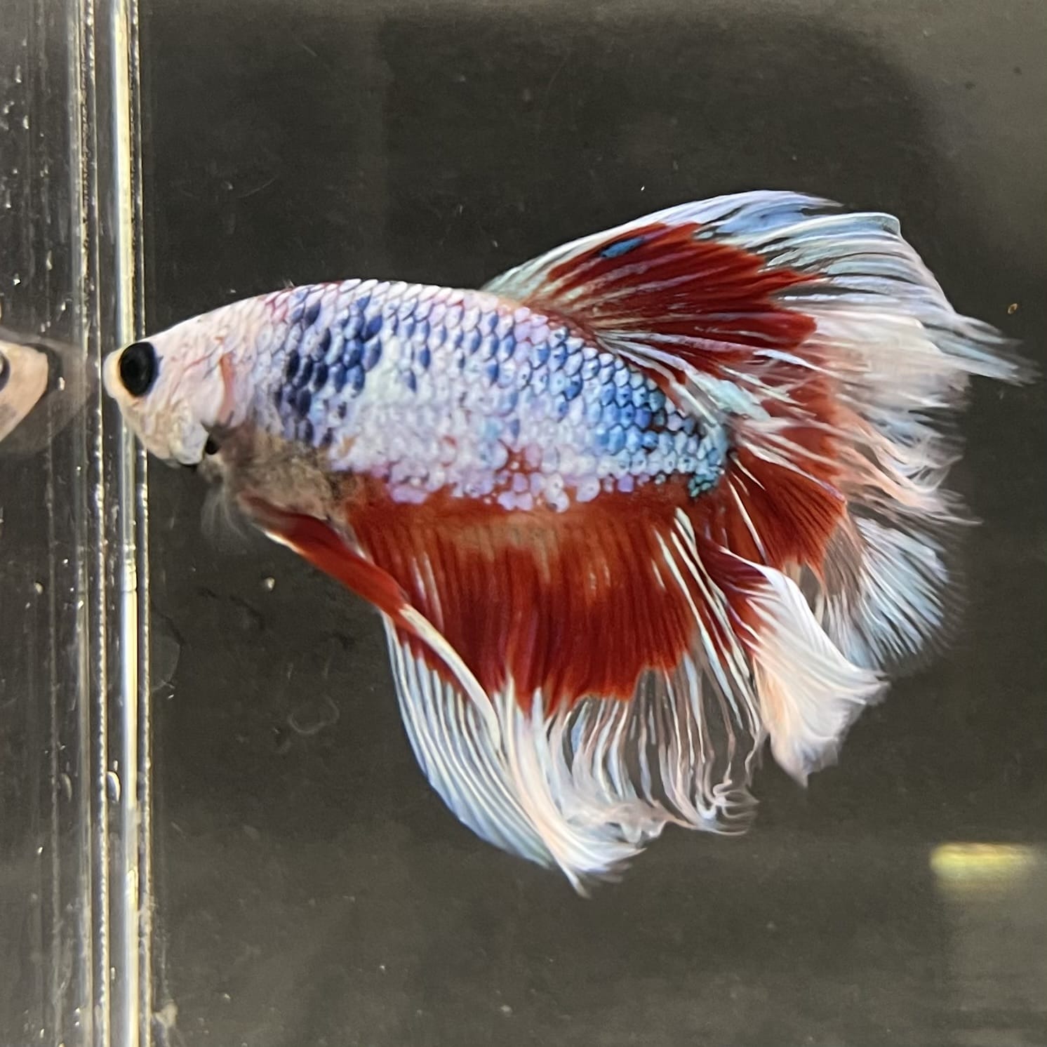 the-fish-farm Male Betta Male Betta - One Only - 9 Choose your favourite Male Betta from The Fish Farm Australia