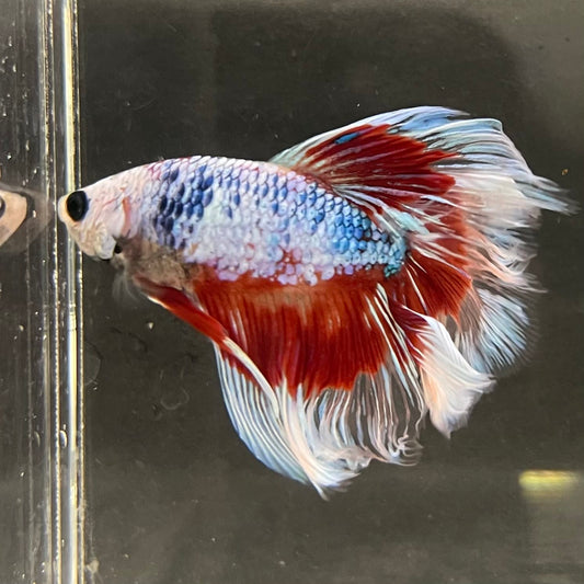 the-fish-farm Male Betta Male Betta - One Only - 9 Choose your favourite Male Betta from The Fish Farm Australia