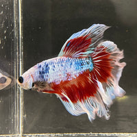 the-fish-farm Male Betta Male Betta - One Only - 9 Choose your favourite Male Betta from The Fish Farm Australia