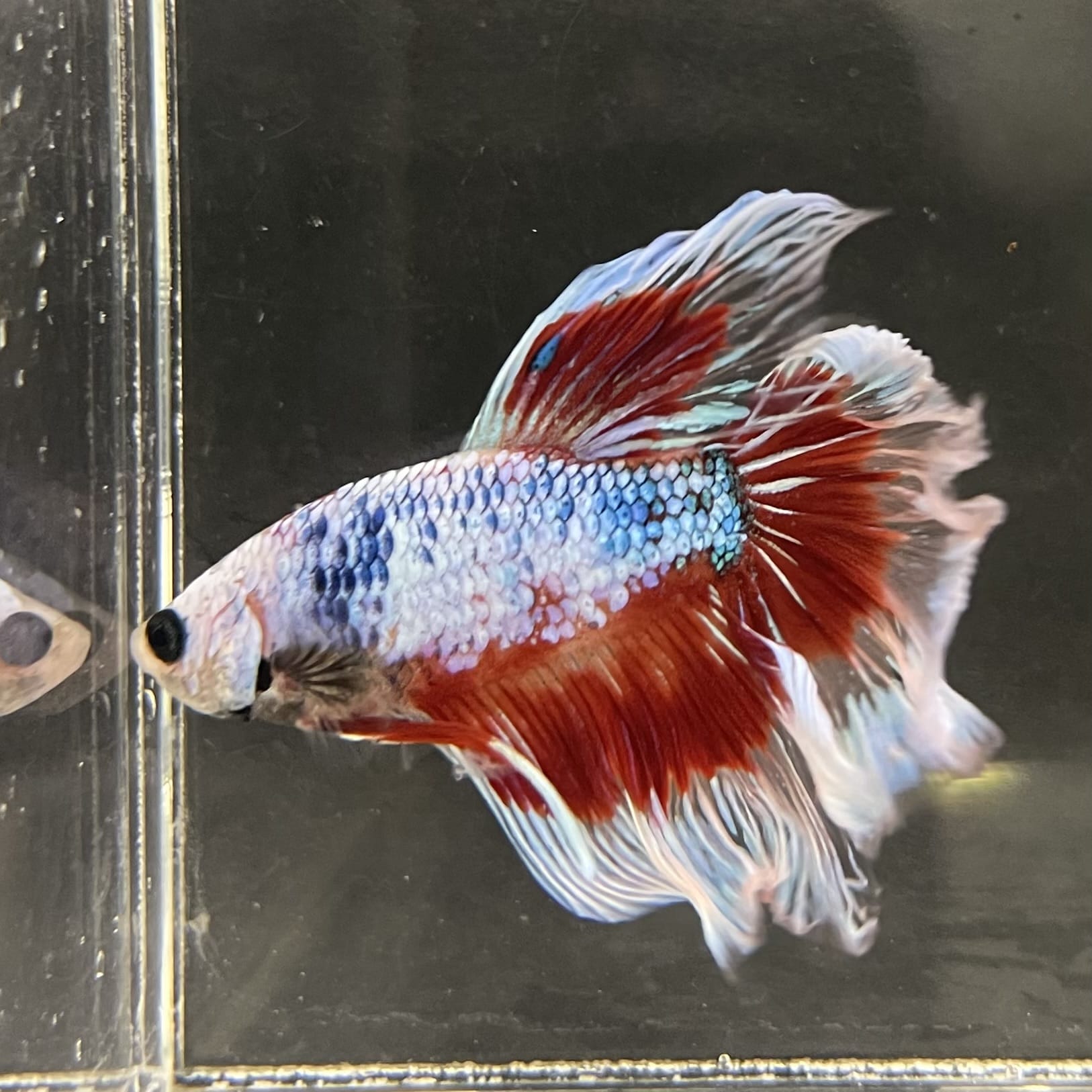 the-fish-farm Male Betta Male Betta - One Only - 9 Choose your favourite Male Betta from The Fish Farm Australia
