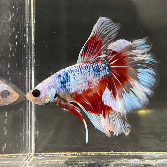 the-fish-farm Male Betta Male Betta - One Only - 9 Choose your favourite Male Betta from The Fish Farm Australia