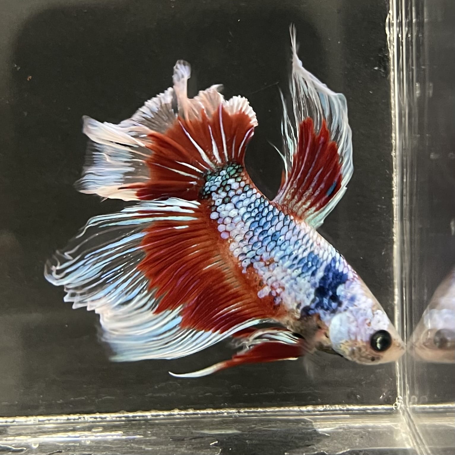 the-fish-farm Male Betta Male Betta - One Only - 9 Choose your favourite Male Betta from The Fish Farm Australia