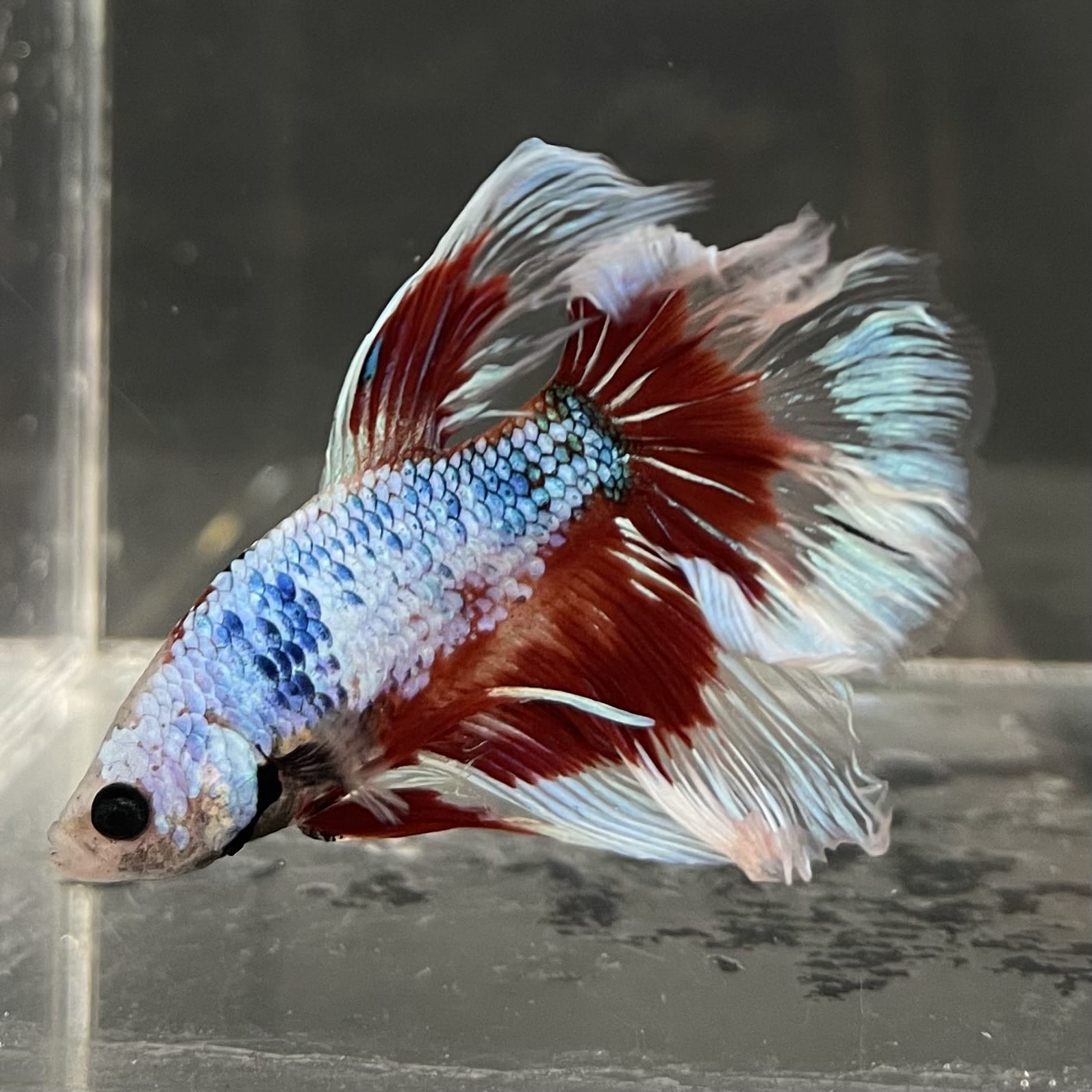 the-fish-farm Male Betta Male Betta - One Only - 9 Choose your favourite Male Betta from The Fish Farm Australia