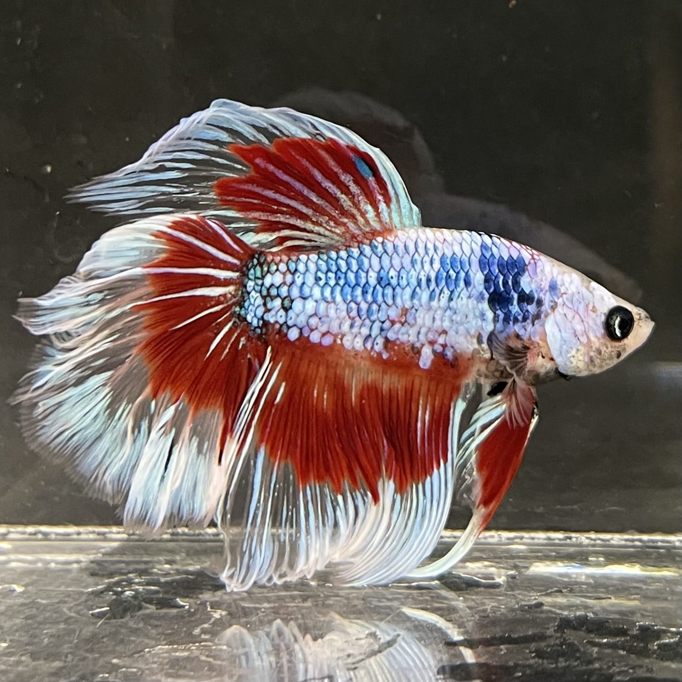 the-fish-farm Male Betta Male Betta - One Only - 9 Choose your favourite Male Betta from The Fish Farm Australia