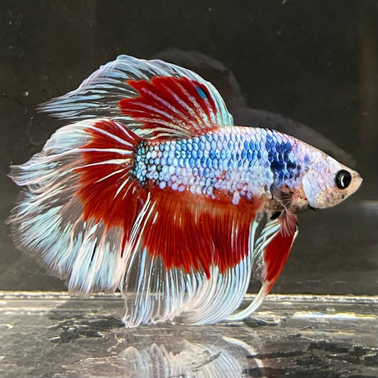 the-fish-farm Male Betta Male Betta - One Only - 9 Choose your favourite Male Betta from The Fish Farm Australia