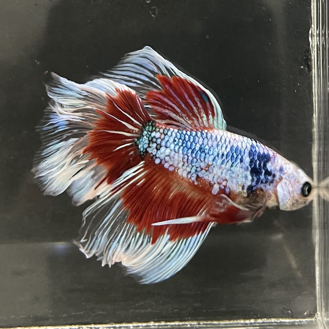 the-fish-farm Male Betta Male Betta - One Only - 9 Choose your favourite Male Betta from The Fish Farm Australia